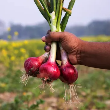 budidaya-bawang-merah-webp-1770194845799